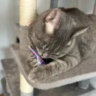 gintagill