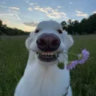 Matched profile picture
