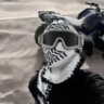 merso_pm