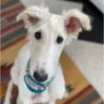 llammert