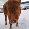 Matched profile picture
