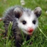 possumwrites