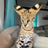 kittenesia
