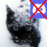 PURGED Hangout: Discord's #1 op