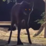 xtimus
