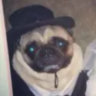 kern_dog