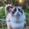 Matched profile picture