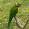 Profile picture