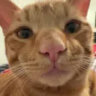 mrsniff