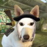 Selected profile picture