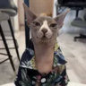 Profile picture