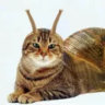 Snail Cat Town