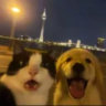 Matched profile picture
