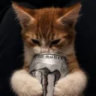cruno