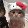 biameowmiao