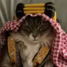 rayansaad88