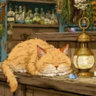 hergracethecat