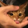 nerukozwz