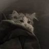 lilgurbwalkemdown