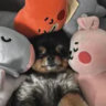 b4bychu
