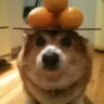 lottiewottie