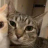 beelzemew