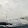 rainybison