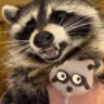 thatdumbfuckraccoon