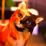 Matched profile picture
