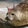 solarpunkseal