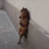 saary.png
