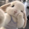 *｡✰ eevee ✰ ｡*