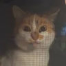 cytrynaaa