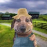 Selected profile picture