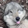 four.wolves