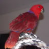 Selected profile picture