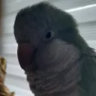 fntturkey