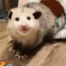 Matched profile picture