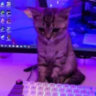 Matched profile picture