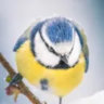 Selected profile picture