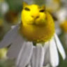 dafman