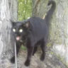 catonlua