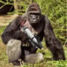 Matched profile picture