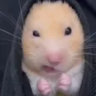 arimarshmellow