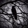 crow.444