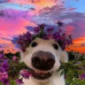 Selected profile picture