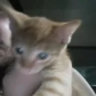 gatto_senpai