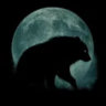 Black Bear Studio
