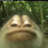 bonsii6