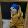 battleshiba